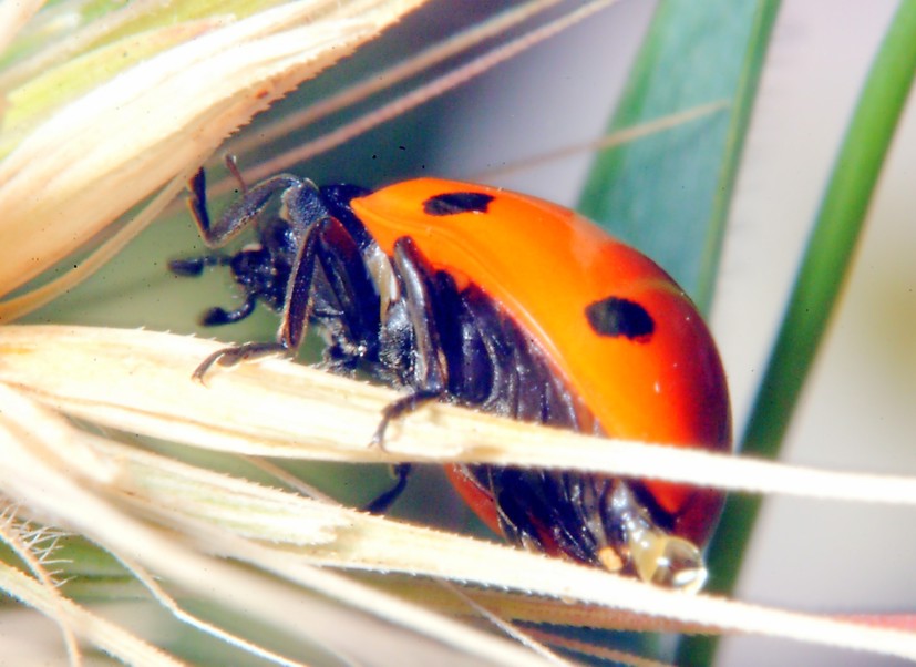 Coccinella in volo!